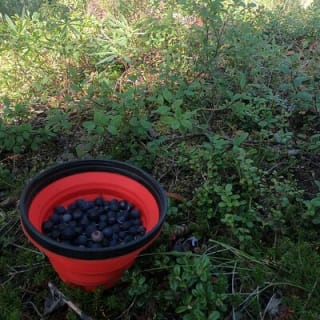 Backcountry Eats & Foraging Treats 10