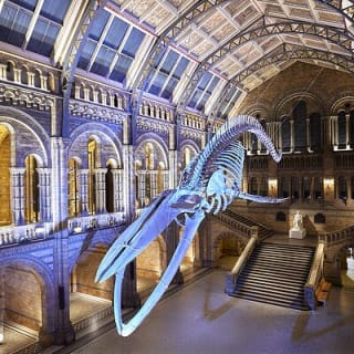 Découvrez l'expédition du Natural Marvels Museum de Londres 11