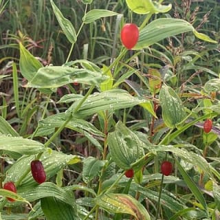 Backcountry Eats & Foraging Treats 13