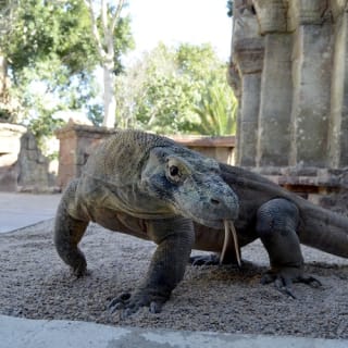 Bioparc Fuengirola: ¡un zoo varguandista! 2