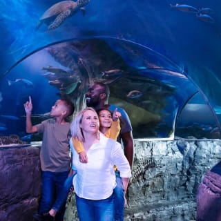 SEA LIFE London Aquarium: Gruppi 10+ 6