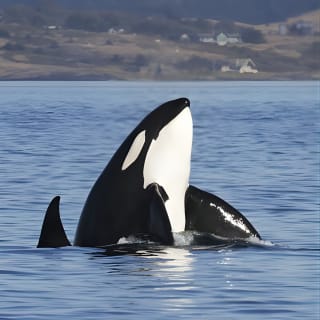 Victoria Whale Watch Tour 3