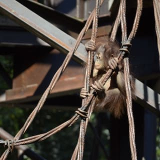 Bioparc Fuengirola: ¡un zoo varguandista! 4