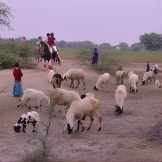 Jaipur Horse Riding Adventure 8