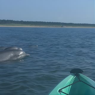 Tour Eco de Delfines en Kayak para Grupos Pequeños 6