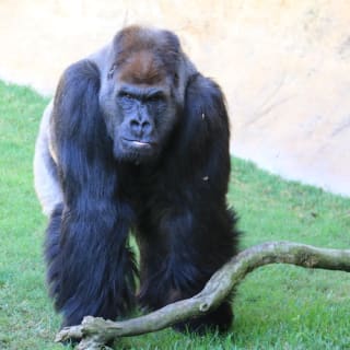 Bioparc Fuengirola: ¡un zoo varguandista! 5