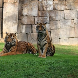 Bioparc Fuengirola: ¡un zoo varguandista! 6