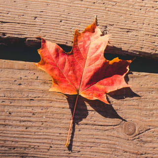 Hojas de otoño 4 1