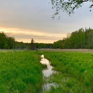 Abendwanderung im Tyresta-Nationalpark 4