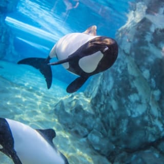 Aquatica Orlando: SeaWorlds Wasserpark 4