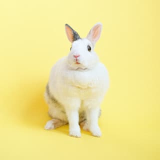 Día de los animales 2 1