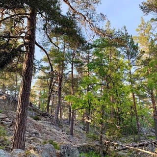 Abendwanderung im Tyresta-Nationalpark 7