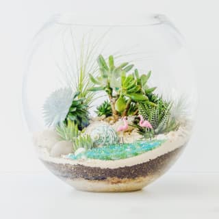 Succulents Galore! Make Your Own Green Terrarium Class 2