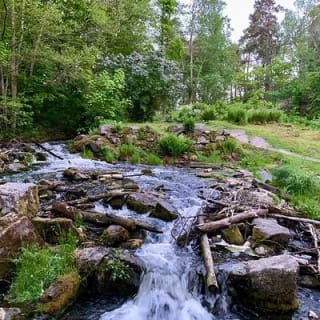 Abendwanderung im Tyresta-Nationalpark 8
