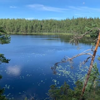 Abendwanderung im Tyresta-Nationalpark 9