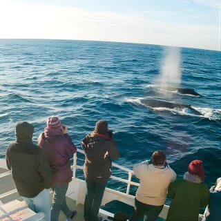 Port Stephens: Walbeobachtungskreuzfahrt 5