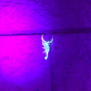 Las Vegas Night-Time Scorpion and Black Widow interactive virtual hunting 7