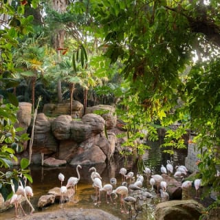 Bioparc Fuengirola: ¡un zoo varguandista! 11