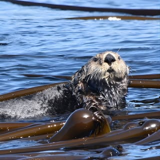 Victoria Whale Watch Tour 4