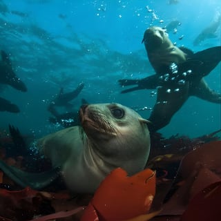 Seal Snorkeling with Animal Ocean in Hout Bay 49