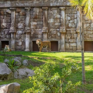 Bioparc Fuengirola: ¡un zoo varguandista! 14