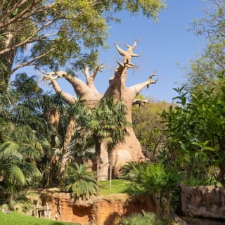Bioparc Fuengirola: ¡un zoo varguandista! 15