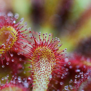 Plant Horror Tours en Royal Botanic Gardens, Kew 3