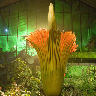 Plant Horror Tours en Royal Botanic Gardens, Kew 2