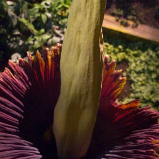 Plant Horror Tours en Royal Botanic Gardens, Kew 4