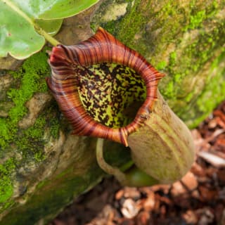 Plant Horror Tours en Royal Botanic Gardens, Kew 5