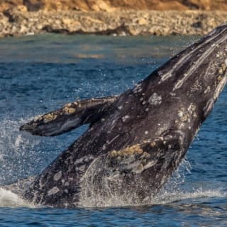 Long Beach : croisière d'observation des baleines et des dauphins 3