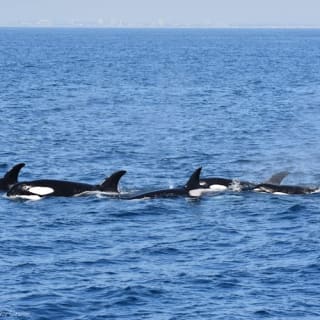 Long Beach : croisière d'observation des baleines et des dauphins 4