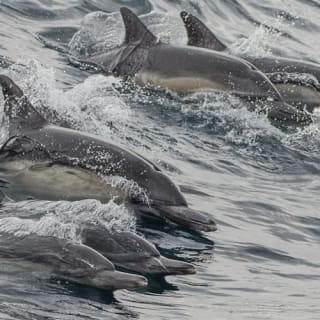 Long Beach : croisière d'observation des baleines et des dauphins 5