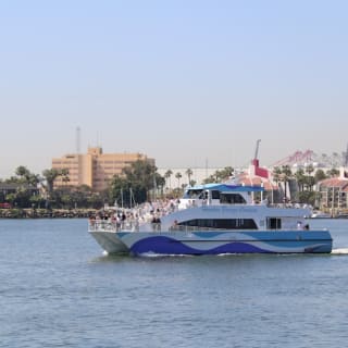 Long Beach : croisière d'observation des baleines et des dauphins 6
