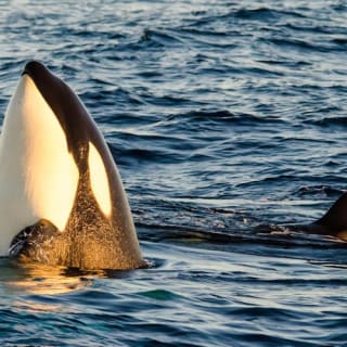 Long Beach : croisière d'observation des baleines et des dauphins 7