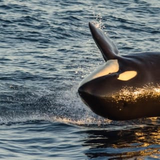 Long Beach : croisière d'observation des baleines et des dauphins 8
