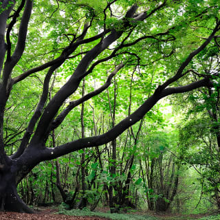 Demi-journée de Forest Bathing et de Yoga dans bois de Brighton 5