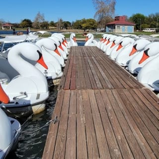 Los Angeles: Schwanenboote zum Mieten 5