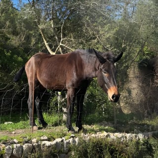 Soller Valley Walk with Orange Farm Visit 26