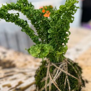 Create your own Kokedama 4