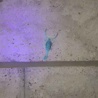 Las Vegas Night-Time Scorpion and Black Widow interactive virtual hunting 8