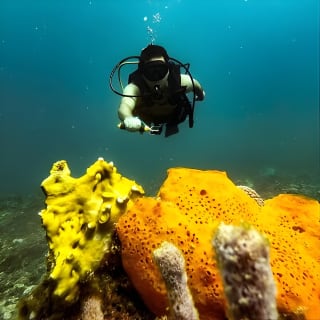Bajo un mar de aventuras, inmersiones inolvidables. 22