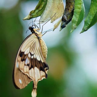 Dubai Butterfly Garden: Skip The Line 2