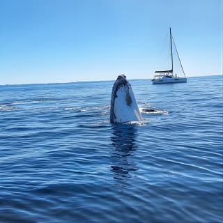 Gold Coast Whale Watching Cruise 25