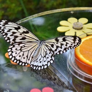 Dubai Butterfly Garden: Skip The Line 3