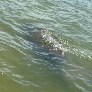 New Smyrna Dolphin and Manatee Kayak and SUP Adventure Tour 3