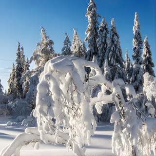 4 hours Winter View of the Oslofjord Walk Tour  10