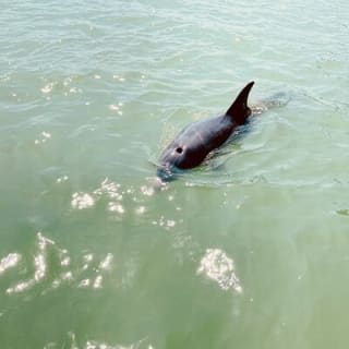 New Smyrna Dolphin and Manatee Kayak and SUP Adventure Tour 5