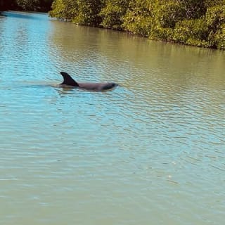 New Smyrna Dolphin and Manatee Kayak and SUP Adventure Tour 7