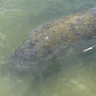 New Smyrna Dolphin and Manatee Kayak and SUP Adventure Tour 8
